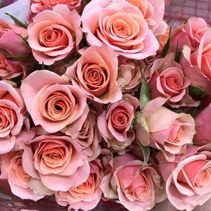 Meet your Posher, Elizabeth